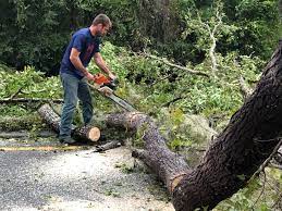  Wink, TX Tree Services Pros