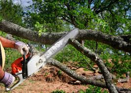 Best Tree Mulching Services  in Wink, TX